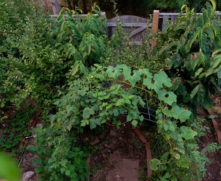 Bountiful backyard garden with a trellis, fruit trees, and mroe.
