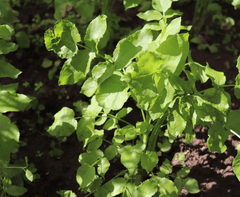 best perennial vegetables to grow skirret