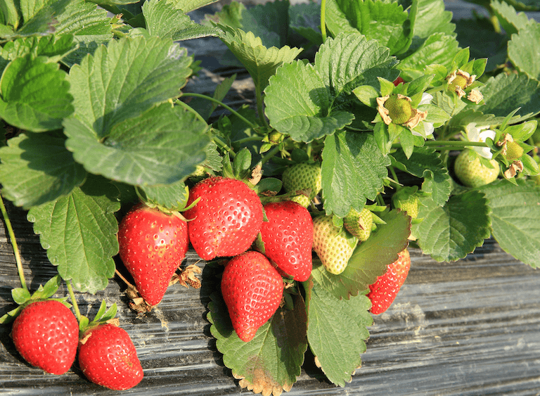 strawberry