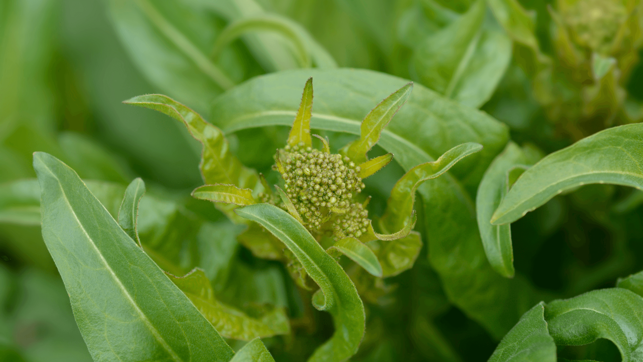 best perennial vegetables to grow turkish rocket