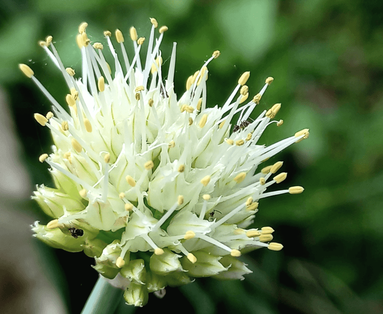 best perennial vegetables to grow welsh onions