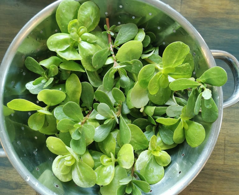 colander with fresh golden purslane