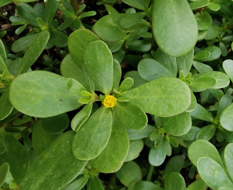 golden purslane plant with flower