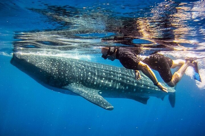 whale-shark-expedition-ukulhas