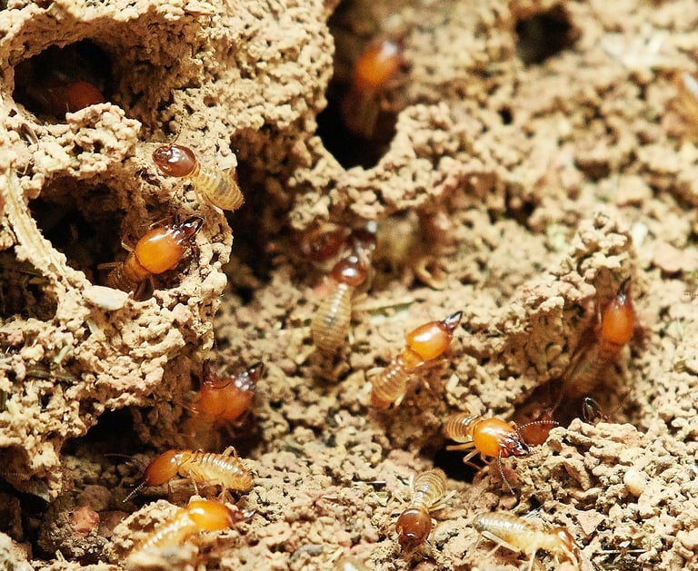 Diag Immo Geraldo effectue le diagnostic termites en Sud Touraine pour protéger le logement.