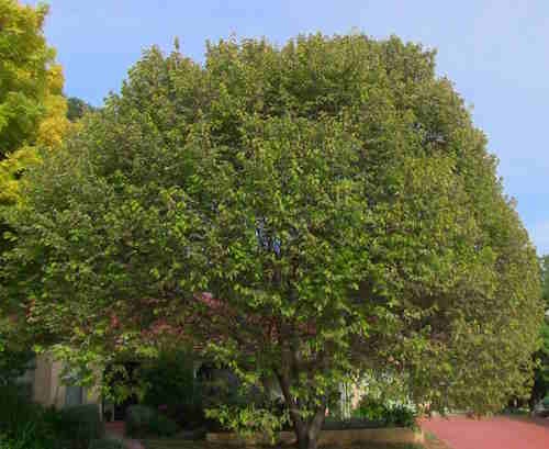 Elm tree with  30% conopy