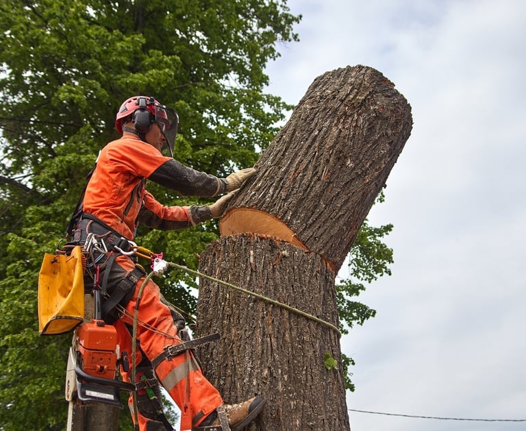 tree removal oklahoma city
