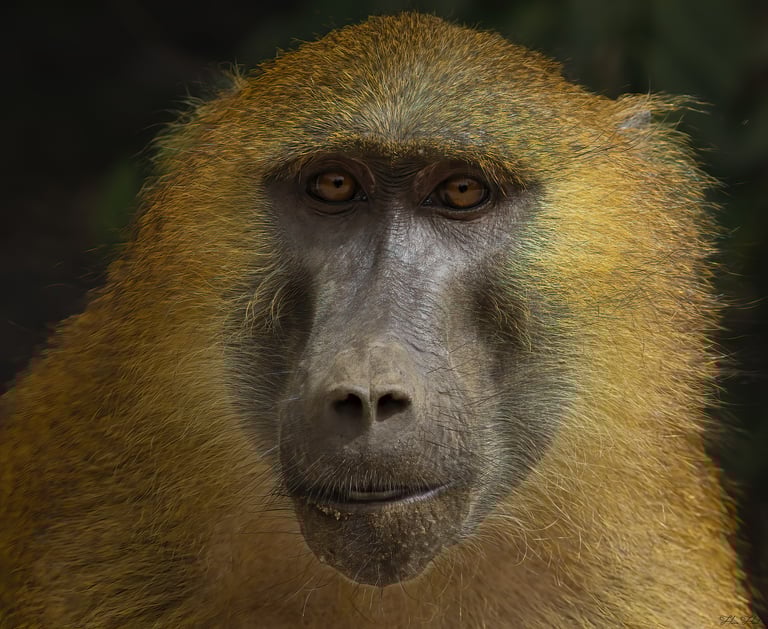 Guinea Baboon close-up