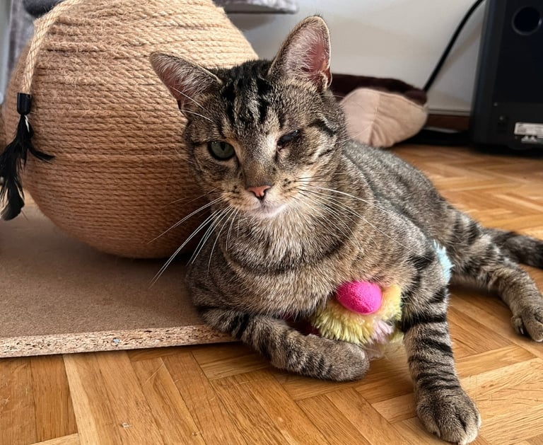 eine Katze mit nur einem Auge und buntem Spielzeug im Arm