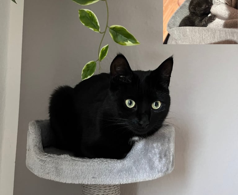 eine schwarze Katze, die auf einem Kratzbaum sitzt und in die Kamera schaut
