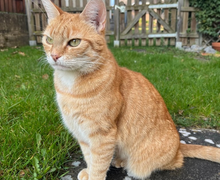 eine rote Katze auf der Wiese