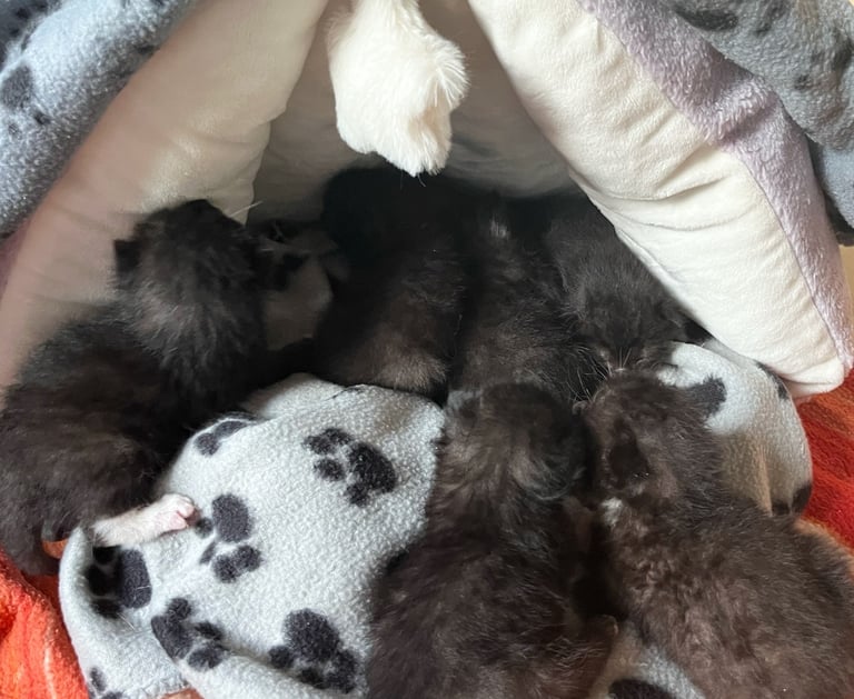 6 schwarze Katzenbabys