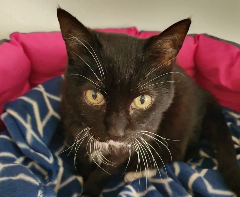 eine schwarze Katze in einem Kuschelkörbchen