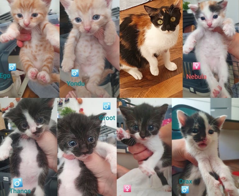 eine Mutter mit 7 Katzenbabys