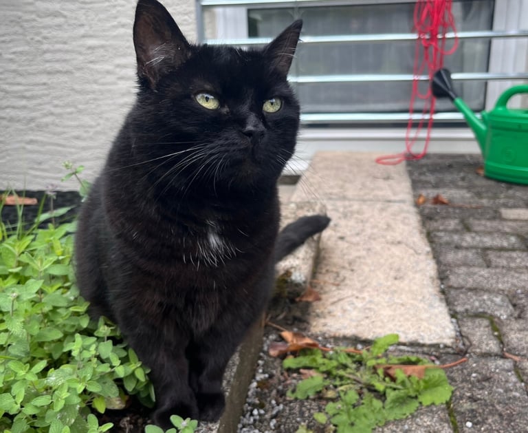 eine schwarze Katze inmitten von katzenminzepflanzen