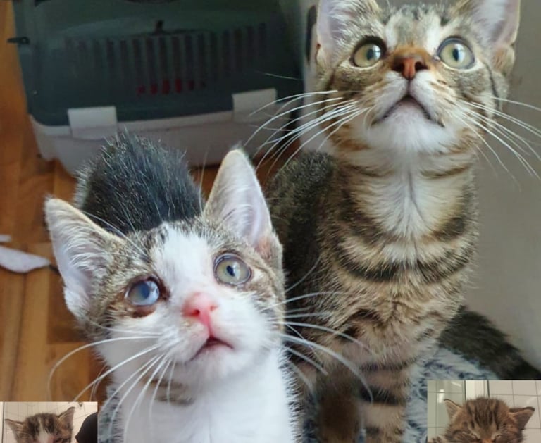 junge Katzen, die neugierig zu etwas gucken