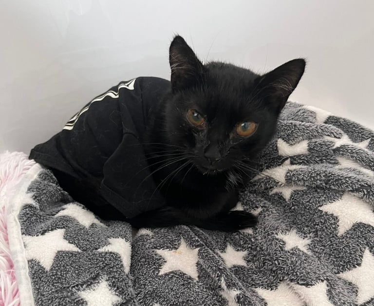 eine kranke schwarze Katze in einem T-Shirt