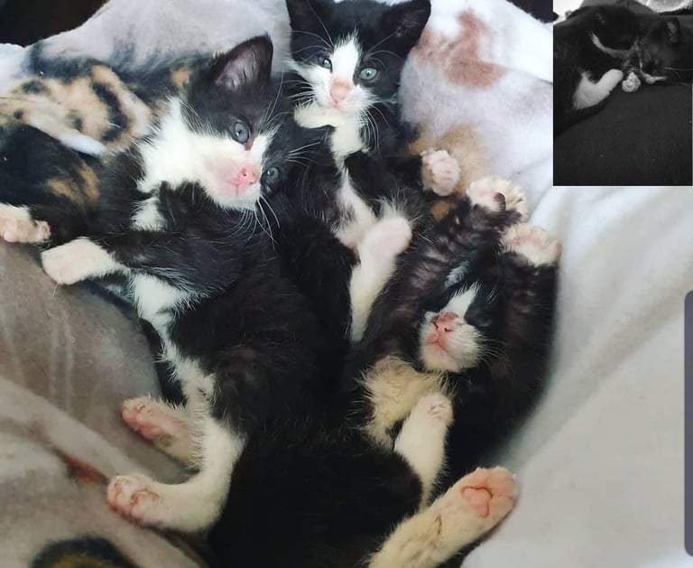 schwarz-weiße Katzenbabys