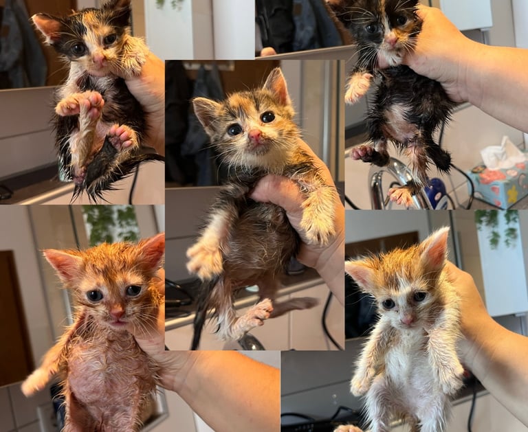 5 Katzenbabys, die gebadet wurden