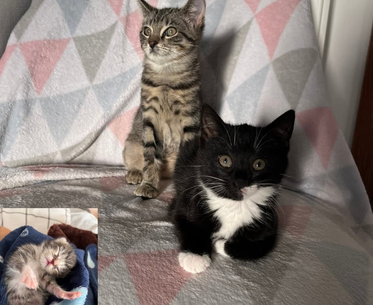 zwei junge Katzen, die auf einem Stuhl sitzen