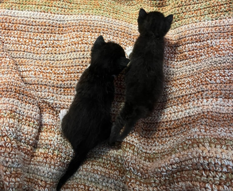 zwei schwarze Katzenbabys