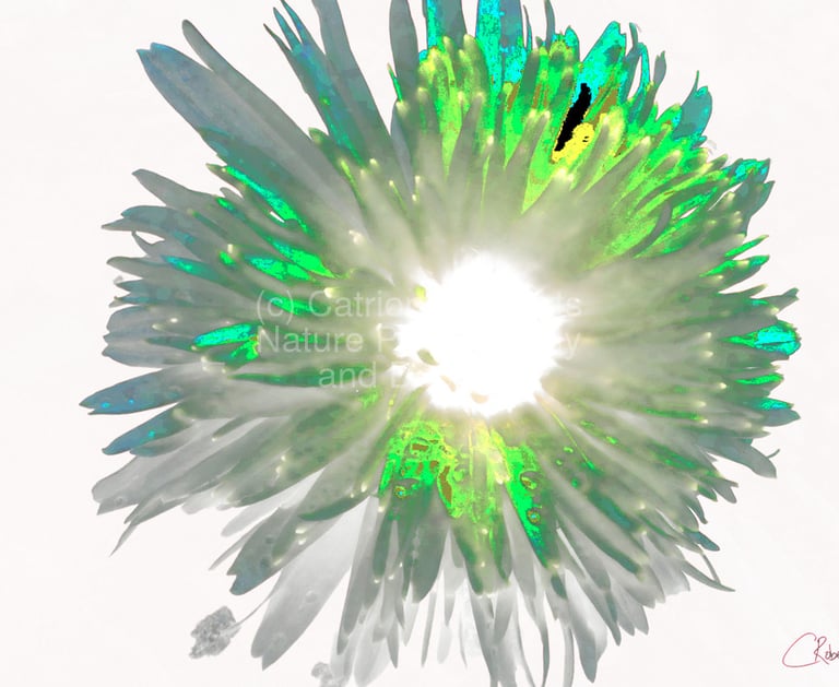 Digital image of an artistic Daisy flower.  