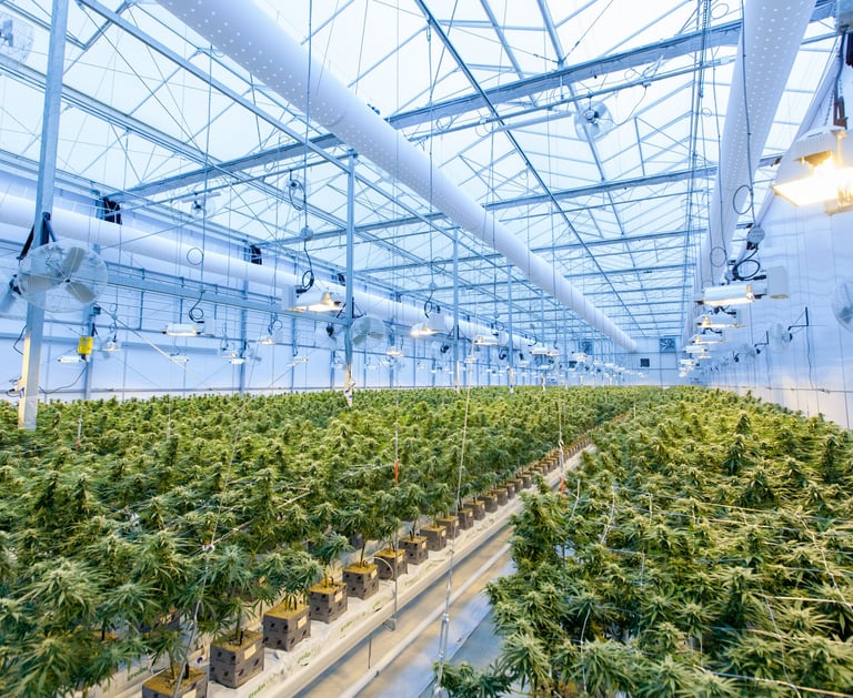 a large amount of cannabis plants in a large room