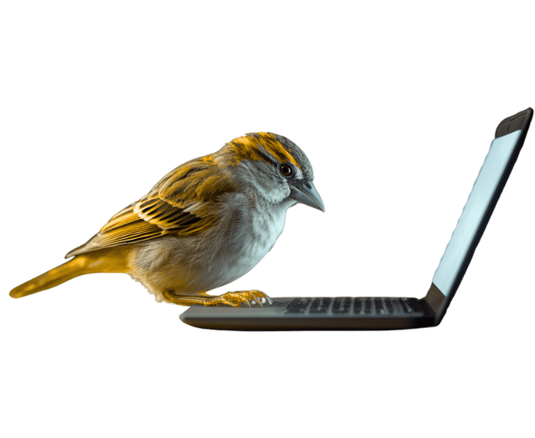 Sparrow using a laptop, symbolizing smart and friendly support for small businesses