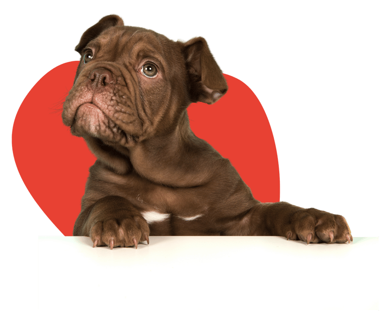 cachorro de bulldog frances café con fondo mancha roja