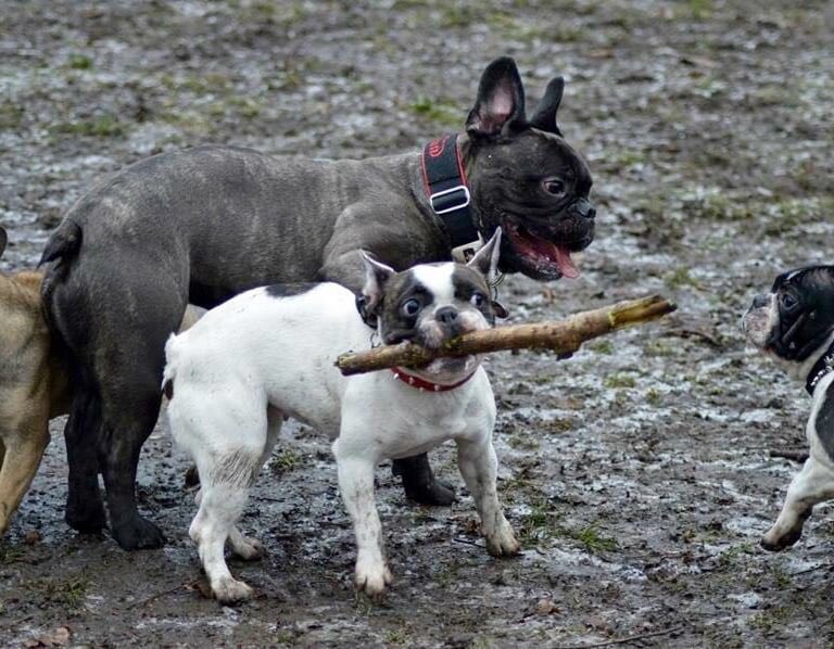 zwei Bulldoggen spielen mit einem Stock