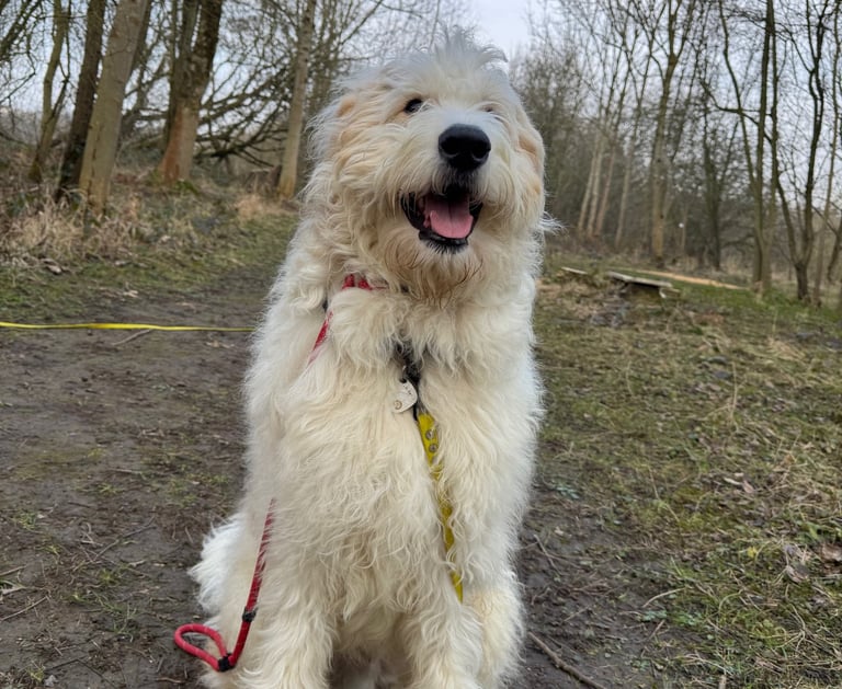a dog on a dog walk in harrogate with a dog walker in harrogate
