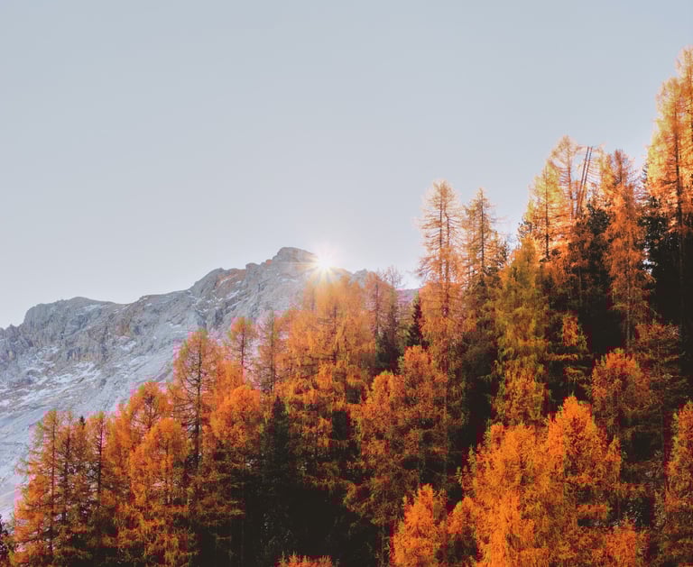 mountain and forest in autumn