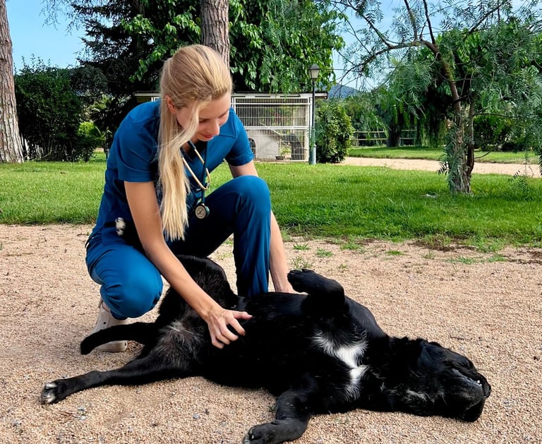 visita veterinaria a perro a domicilio