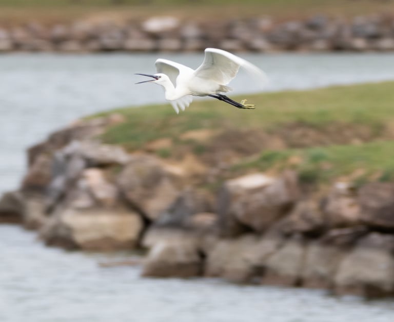 Aigrette garzette en plein vol
