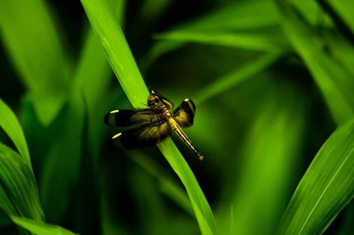 Dragon fly Sorong