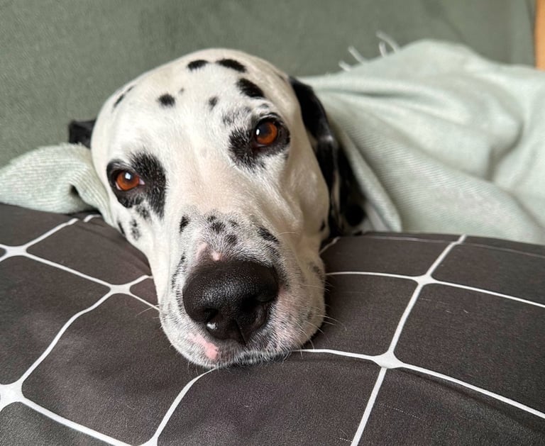 Face of a Dalmatian dog laying on a pillow and looking into a camera.