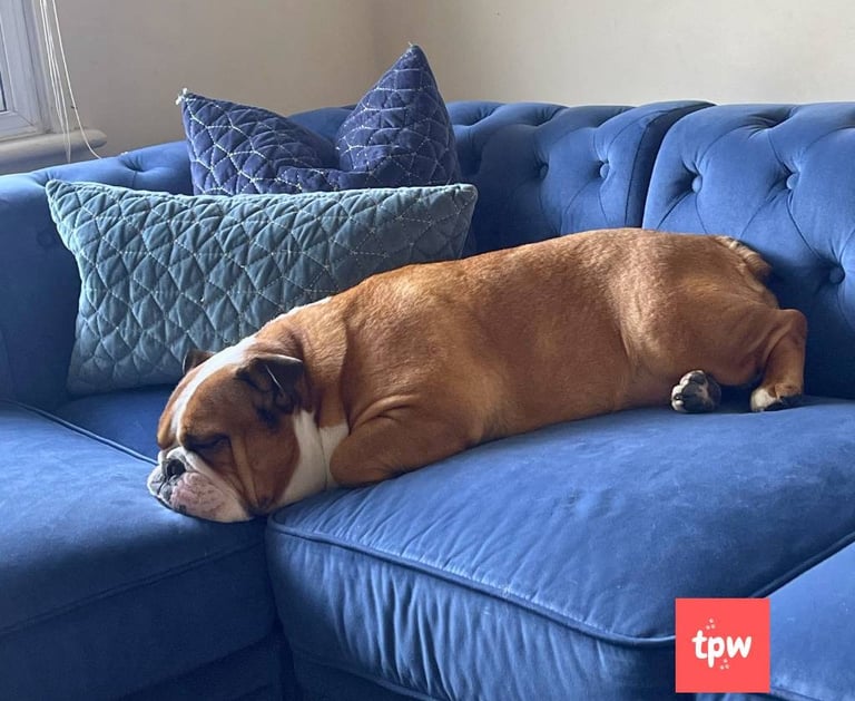 a dog laying on a couch with a pillow