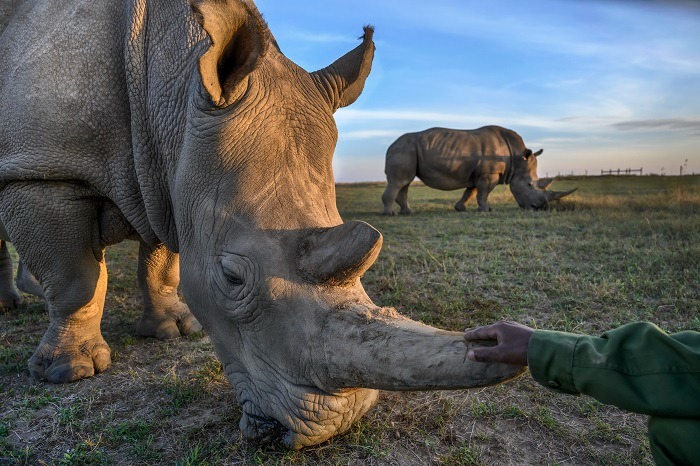 Najin and Zach, 2019 ©Ami Vitale