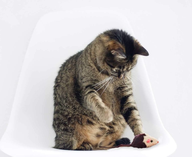 un gat assegut en una cadira