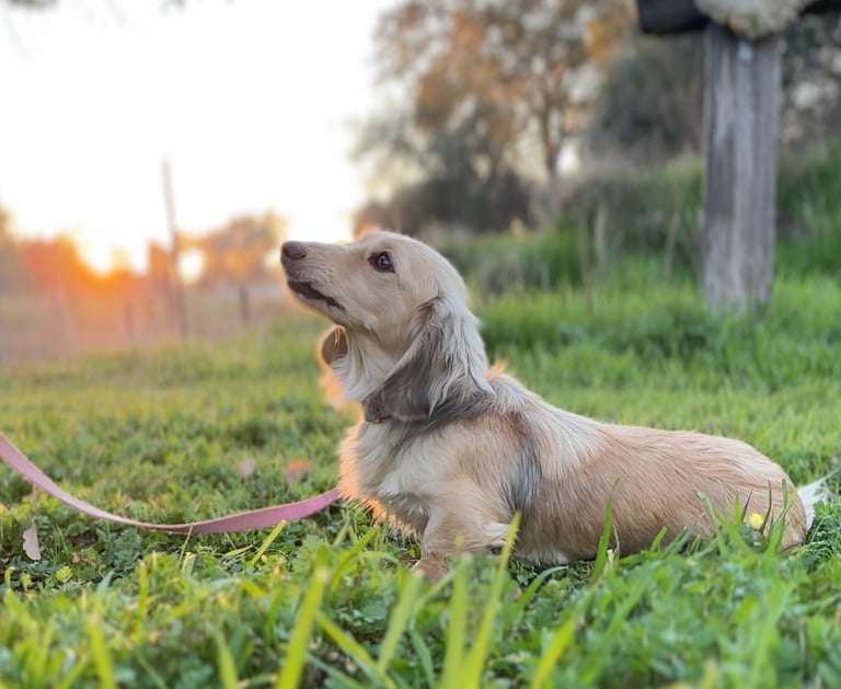 Shaded cream miniature dachshund