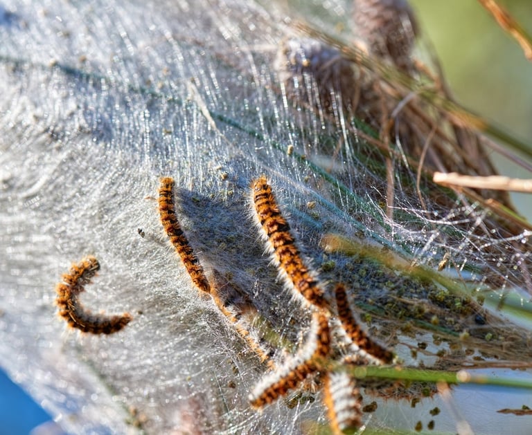 nid de chenilles processionnaires sur une branche d'arbre