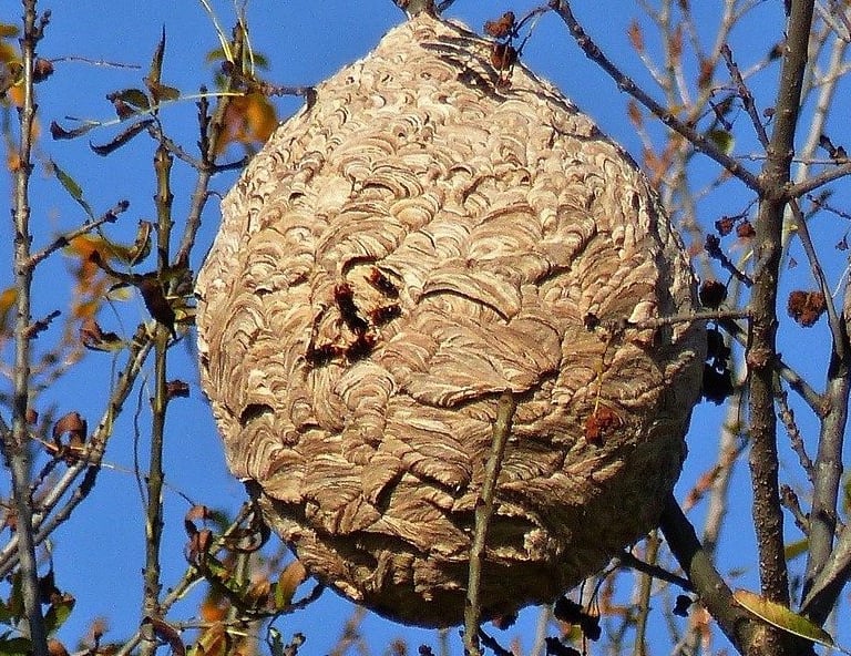 nid de frelon asiatique suspendu dans un arbre