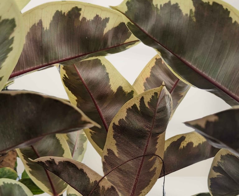 rubber trees in in good condition