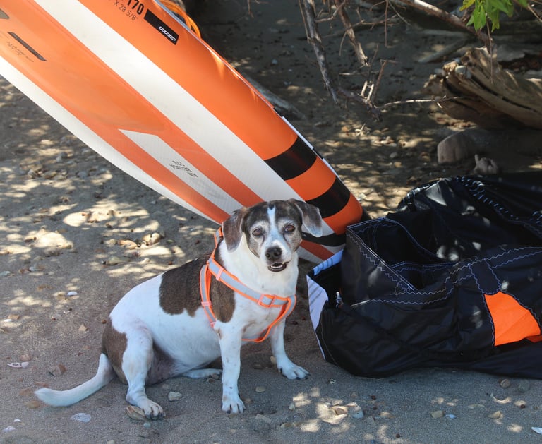 wingfoil dog