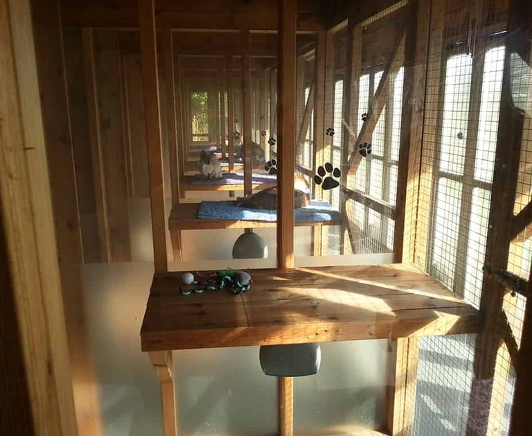 View from inside a chalet run, looking down the length of the Cattery