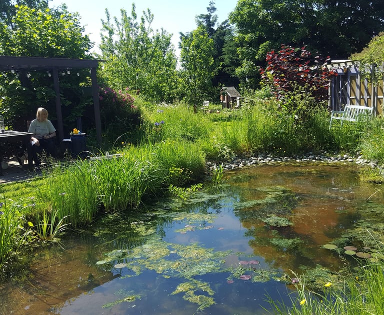 Patsy enjoying the sun whilst looking out across the pond