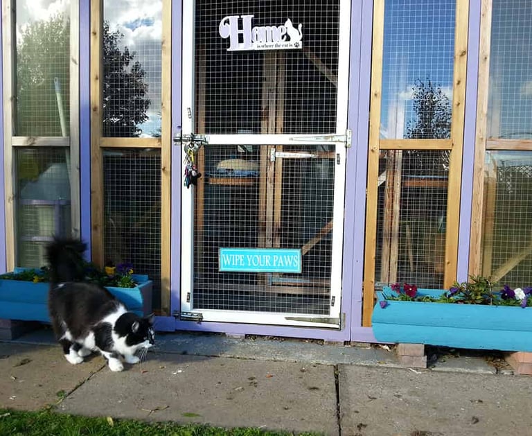 Mr Pickles at the Cattery entrance.