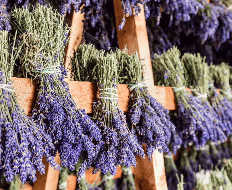 Brins de lavande en train de sécher en provence