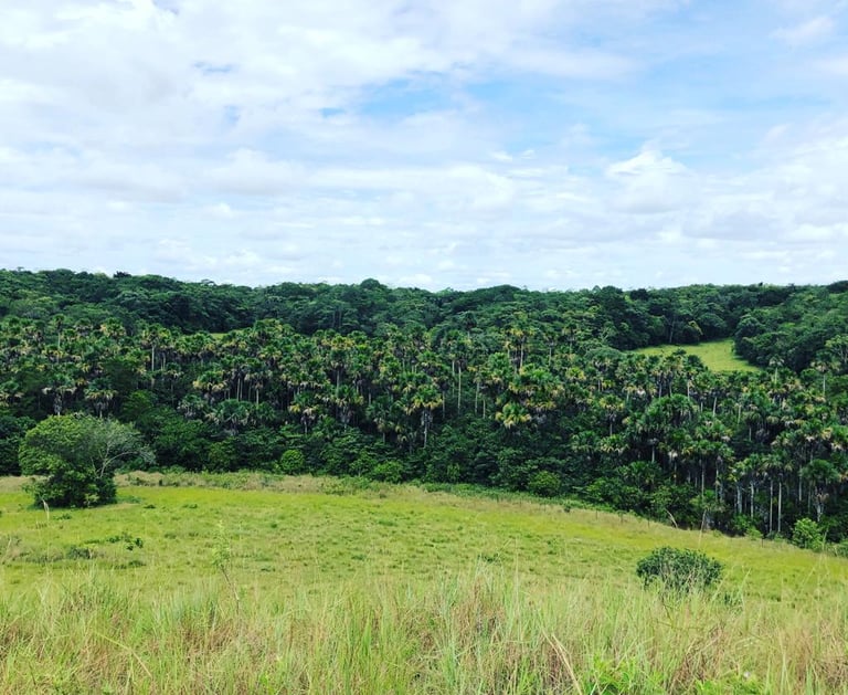Meta, Colombia. Terra Forest