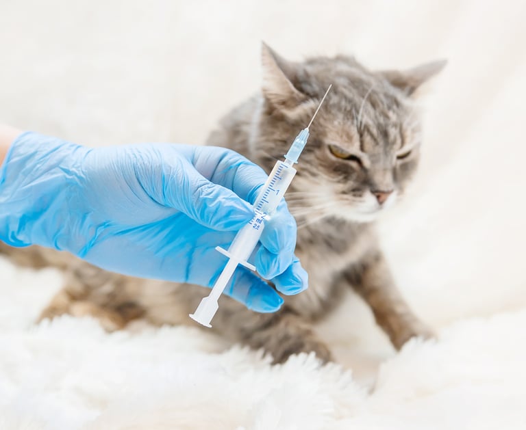 chat vétérinaire la hume